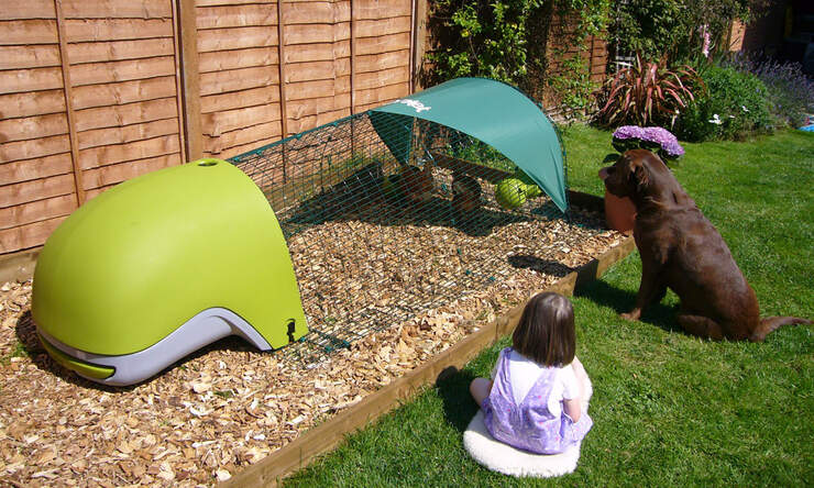 A green Eglu Classic with a run on bark mulch - children and pets will be delighted with the new company