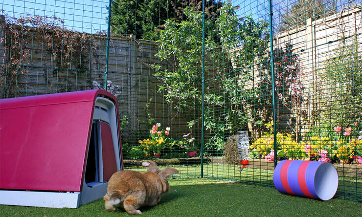 è importante che i conigli domestici abbiano accesso a un grande spazio di esercizio e i vostri conigli ameranno saltellare intorno a questo grande e sicuro recinto all'aperto