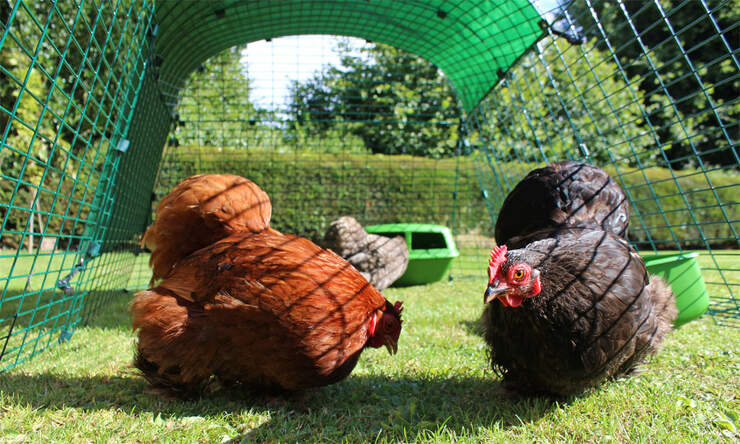 Dine høns vil nyde at søge føde i den sikre, rovdyrsikre hønsegård på Eglu Go