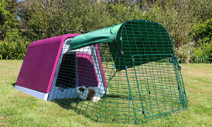 The Eglu Go guinea pig hutch in purple