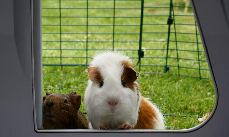 Your guinea pigs can come and Go as they please!
