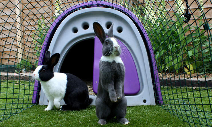 Bay and basil enjoy their Eglu Classic rabbit hutch and run