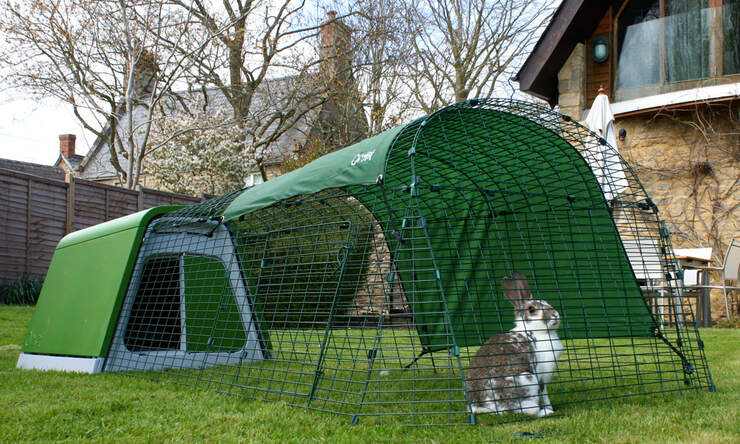 Un lapin assis dans l'enclos de son Clapier sécurisé Eglu Go