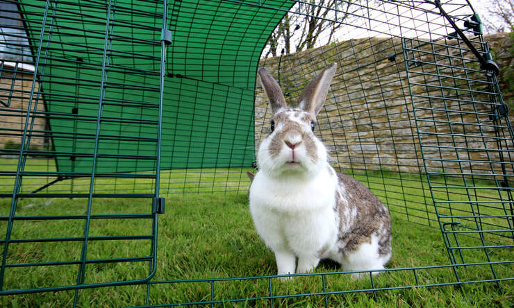 Kaniner elsker at være udendørs i et Eglu Go kaninhus