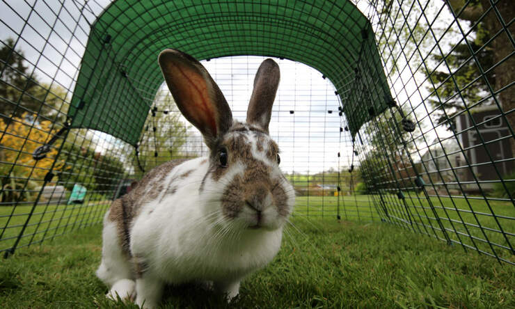 The rabbit run is so spacious that your rabbits can hobble around in it.