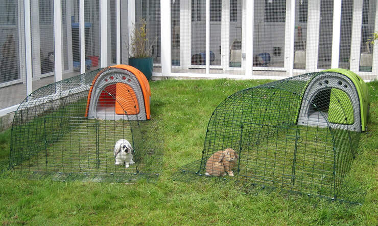 Two Eglu Classic rabbit hutches with outdoor runs and their small lanGohrs inhabitants
