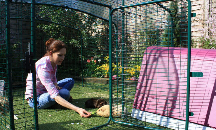 There is plenty of space in the enclosure to spend time with your guinea pigs.