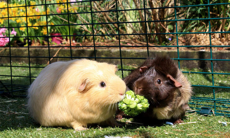 Ein Meerschweinchen-Paar teilt sich im Outdoor Gehege einen Broccoli Snack