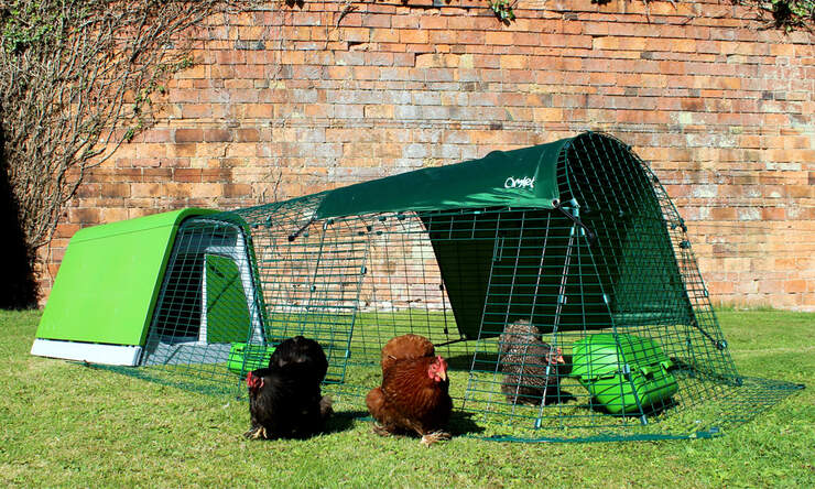 Przy otwartej bramce kury mogą się swobodnie poruszać po całym ogrodzie