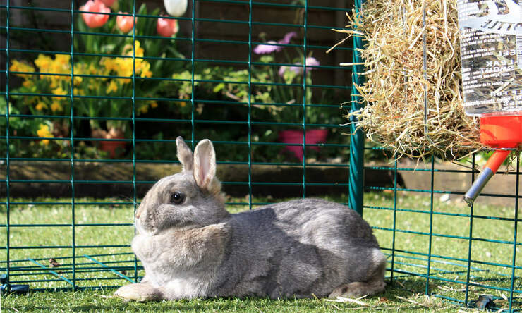 Grote en kleine konijnen zullen graag spelen en ontspannen in de grote konijnenren buiten
