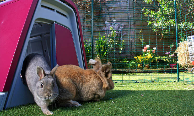 Ein kaninchenstall im kaninchengehege im freien bietet ihren kaninchen einen privaten unterschlupf.