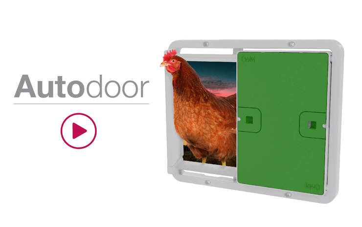 The Autodoor Studio image with a chicken coming out