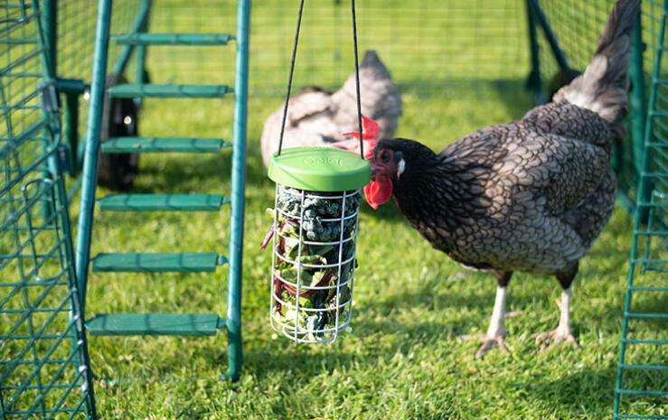 Caddi is niet alleen een hygiënische en nette manier om uw kippen te voeren, het biedt ze ook urenlang vermaak!