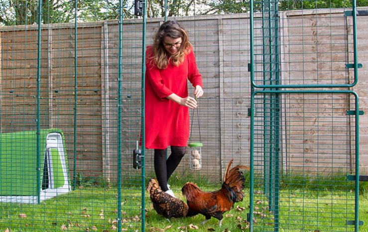 Omlet green Eglu Go plast hønsegård i Omlet walk in chicken run med kyllinger og dame som holder Omlet Caddi
