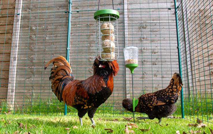 Chickens with Omlet Caddi Treat Holder and Omlet Peck Toy