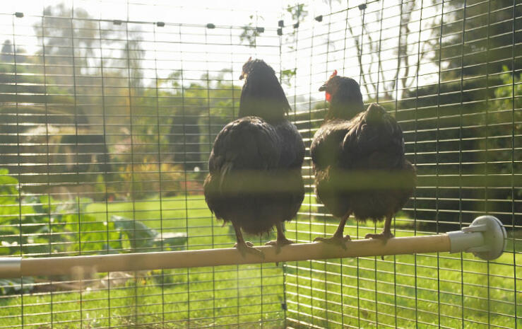 Twee kippen op een 2m zitstok, genietend van het uitzicht