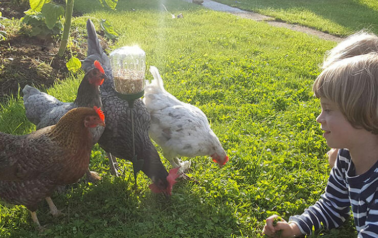 <strong>Poppy</strong> hakkeleke gjør at du kan kose deg med hønene mens de leter etter mat.