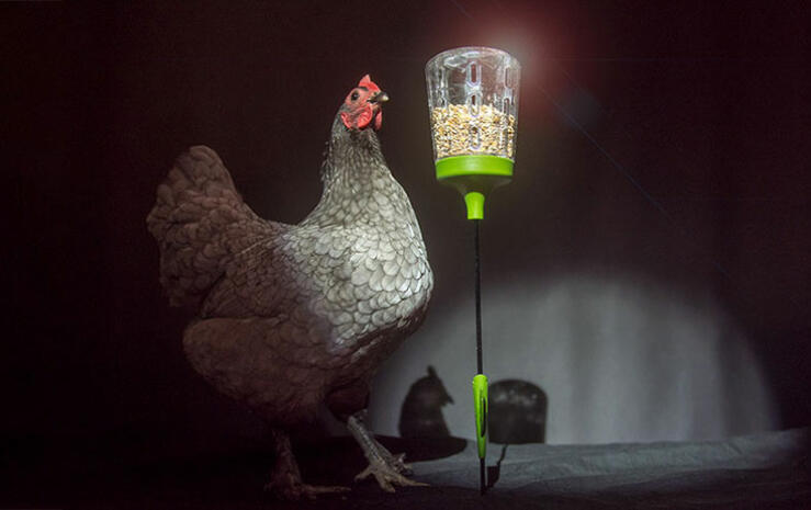 I tuoi polli saranno così orGogliosi del loro Pendant giocattolo da beccare che ti canteranno una canzone!