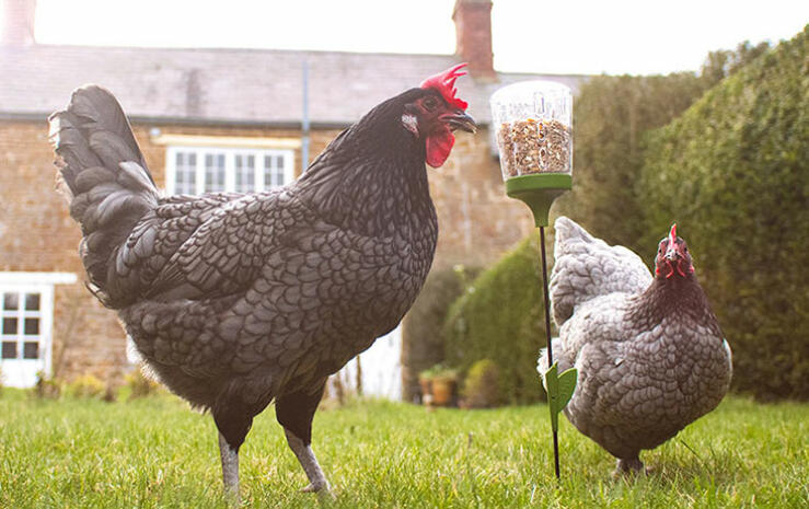 Poppy peck toy stimulates your chickens' natural instincts to scratch for food