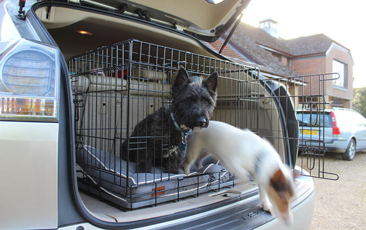 La jaula Fido Classic de Omlet es genial para llevar tus perros en la parte de atrás del coche