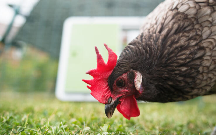 En brun kylling foran en Autodoor hakker fra gresset