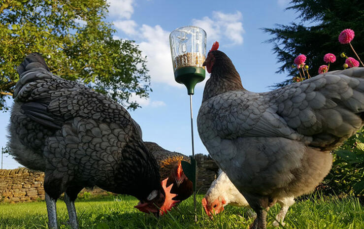 Pendant peck-leketøy gir alle dine høner tilgang til fôr eller Godbiter