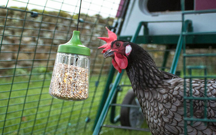 De Pendant Peck Toy maakt de ren van uw kippen interessanter