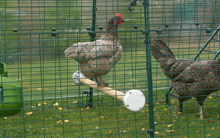 Una gallina Bantam posándose en el corral de un Eglu Cube
