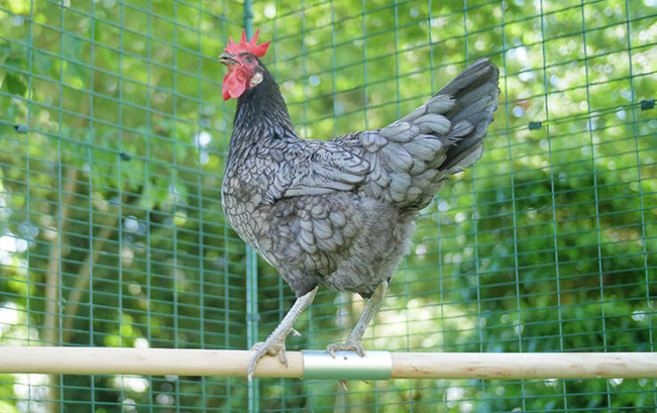 Una gallina orgullosa presumiendo de su percha de 2 metros.