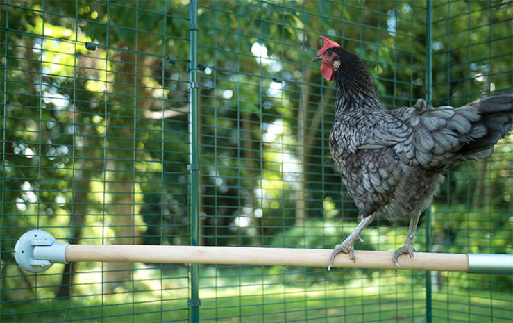 A chicken perch in the run allows your hens to rest their instinct, off the ground, on a perch