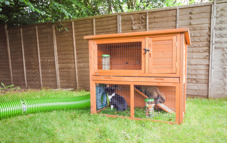 Rabbits in their hutch with Omlet Caddi Treat Holders and a Omlet Zippi Tunnel