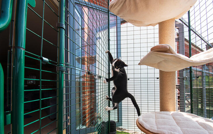 Anders dan netten of afrastering is de balkon kattenren volledig veilig en betrouwbaar!