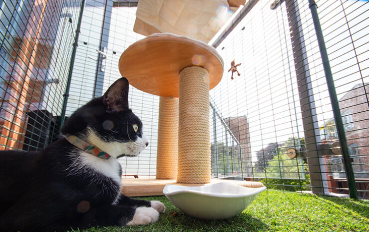 Puedes complementar tu recinto con postes para rascar y juguetes interactivos para gatos