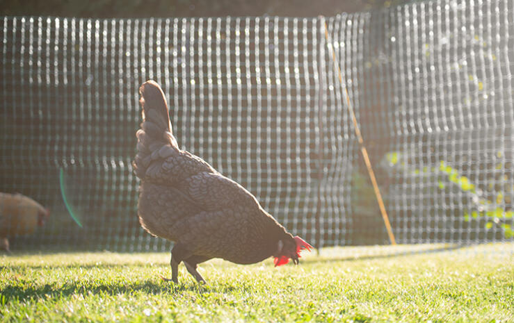 a chicken pecking from the ground on a sunny day behind chicken fencing
