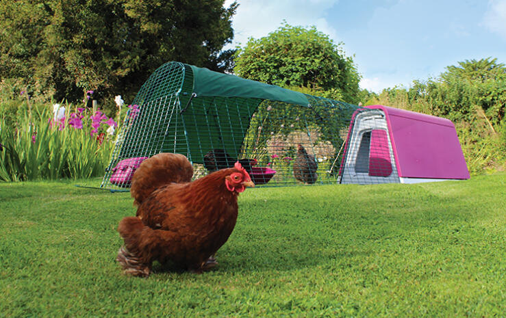 Een Eglu Go met uitbouw in een tuin met drie kippen