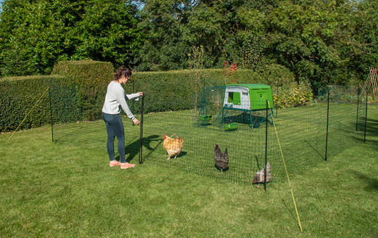 Höns med Omlet kycklingstängsel med Omlet grönt Eglu Cube stort hönshus i bakgrunden