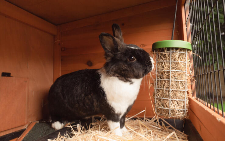 Caddi is ook te gebruiken als hooihouder en kan in een houten konijnenhok of een konijnenren worden opgehangen