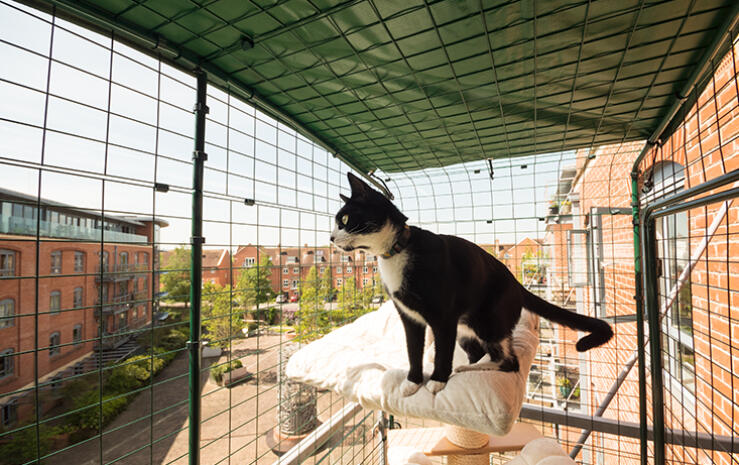 Eine schwarz-weiße katze stand auf einem bett in einem katzenbalkon