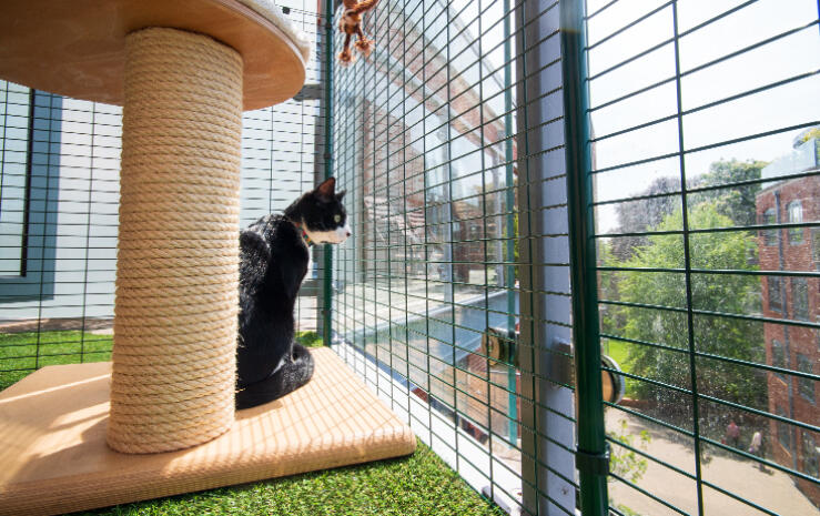 a black and white cat in ac cat balcony walk in run setup with toys