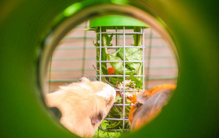 Two guinea pigs eating leafy greens from the treat Caddi
