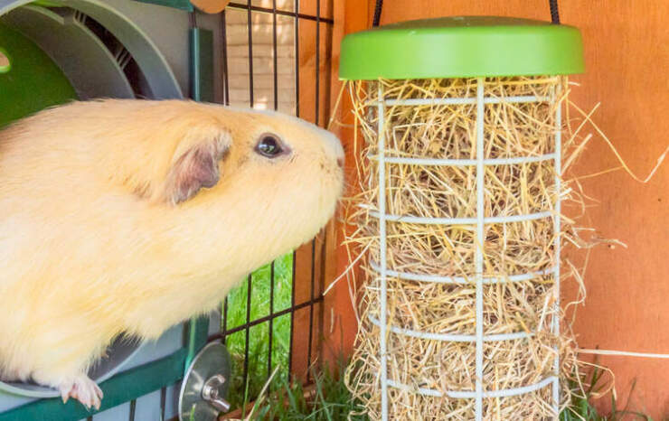 A blonde guineas pig in a run eating hay from a treat Caddi