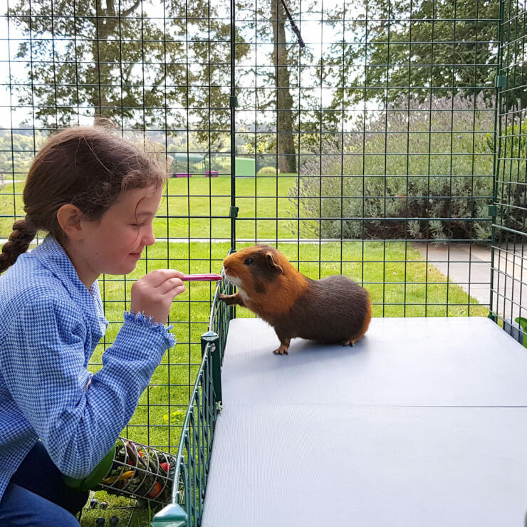 Chica alimentando al conejillo de indias dentro de Omlet Zippi corral de conejillos de indias con plataformas Zippi 