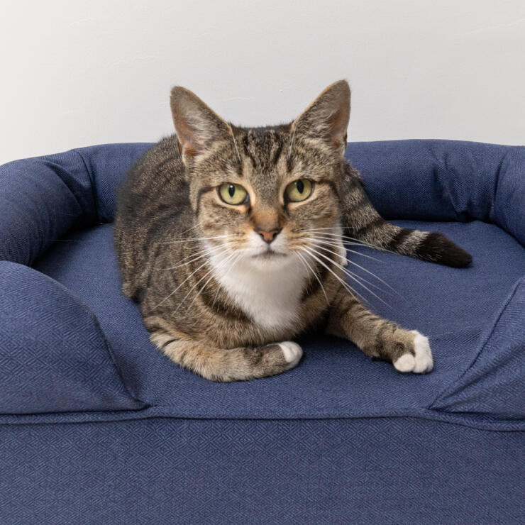Primer plano del gato sentado en la cama de espuma de memoria azul medianoche para gatos
