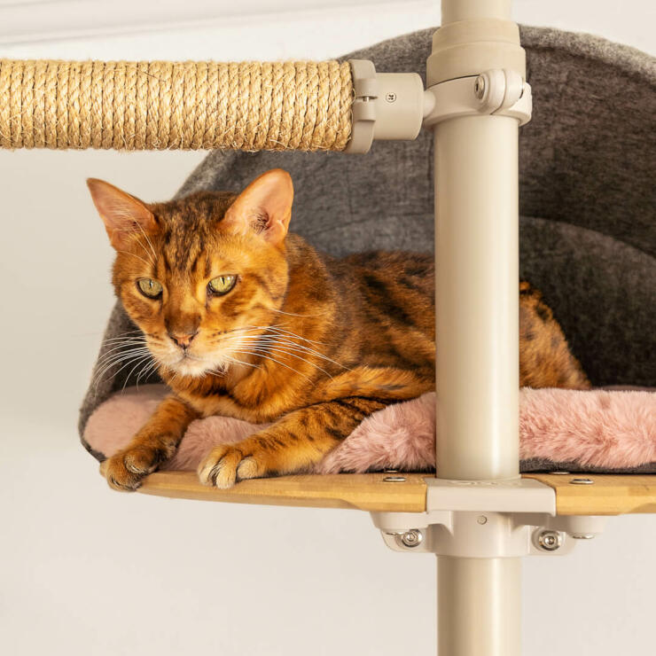 Kat sidder i grå behagelig hule på Freestyle indendørs kattetræ fra gulv til loft
