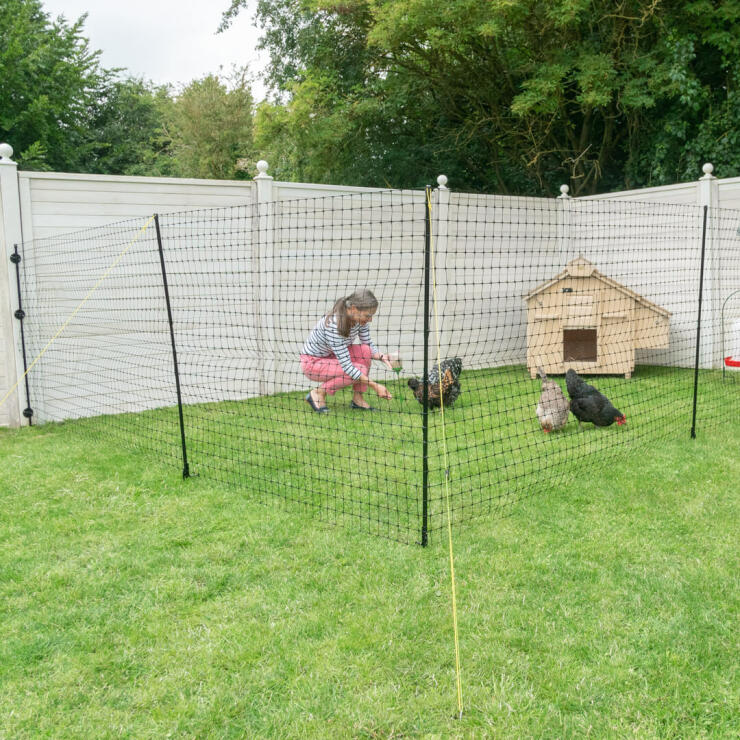 Omlet instalación de vallas para pollos en un jardín.