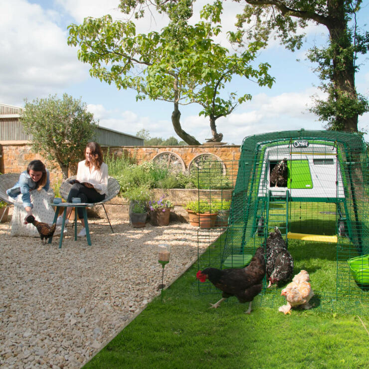 Grønn Omlet Eglu Cube hønsegård og løp med kyllinger i hagen