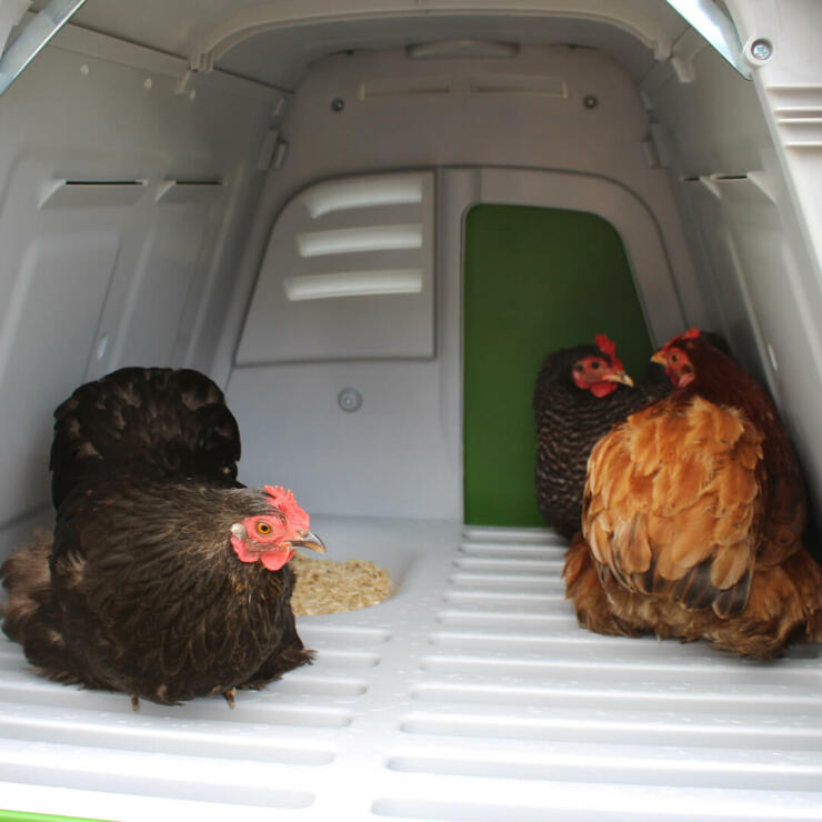 Der Eglu Go UP mit komfortablen Sitzstangen und Legenest ist für bis zu 4 mittelgroße Hennen geeignet.