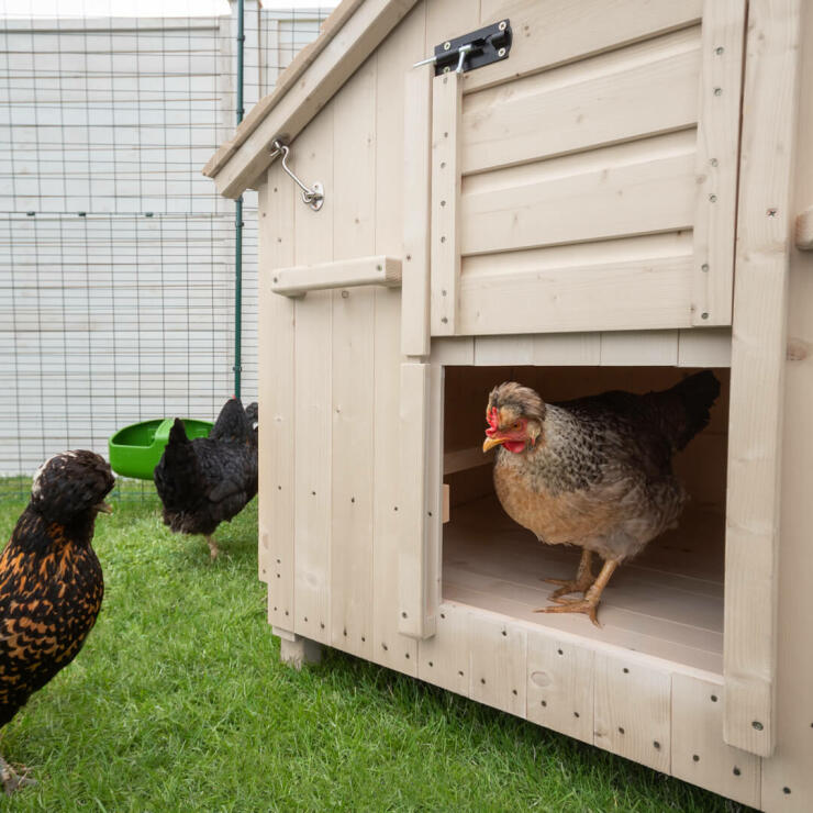 Whether you only have a few chickens or a larger flock, the Lenham will be a fantastic home for your hens.