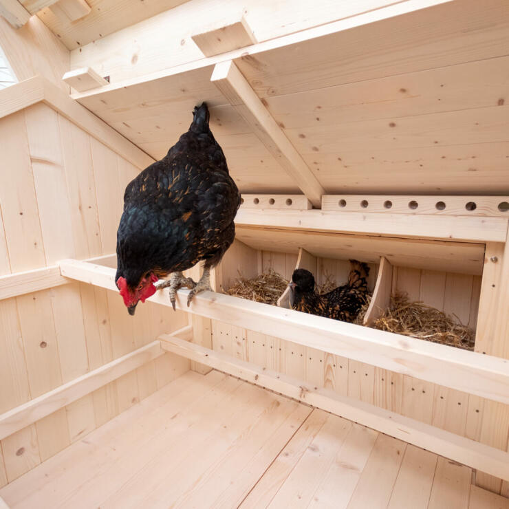 Indenfor i det rummelige hønsehus findes der tre redekasser og tre perfekt placerede siddepinde for dine høns at vælge imellem.