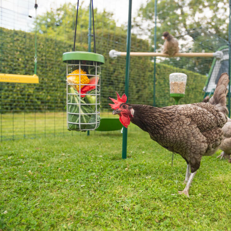 En walk-in gård er det perfekte sted at forkæle dine høns med alle deres yndlings legesager og godbidder.